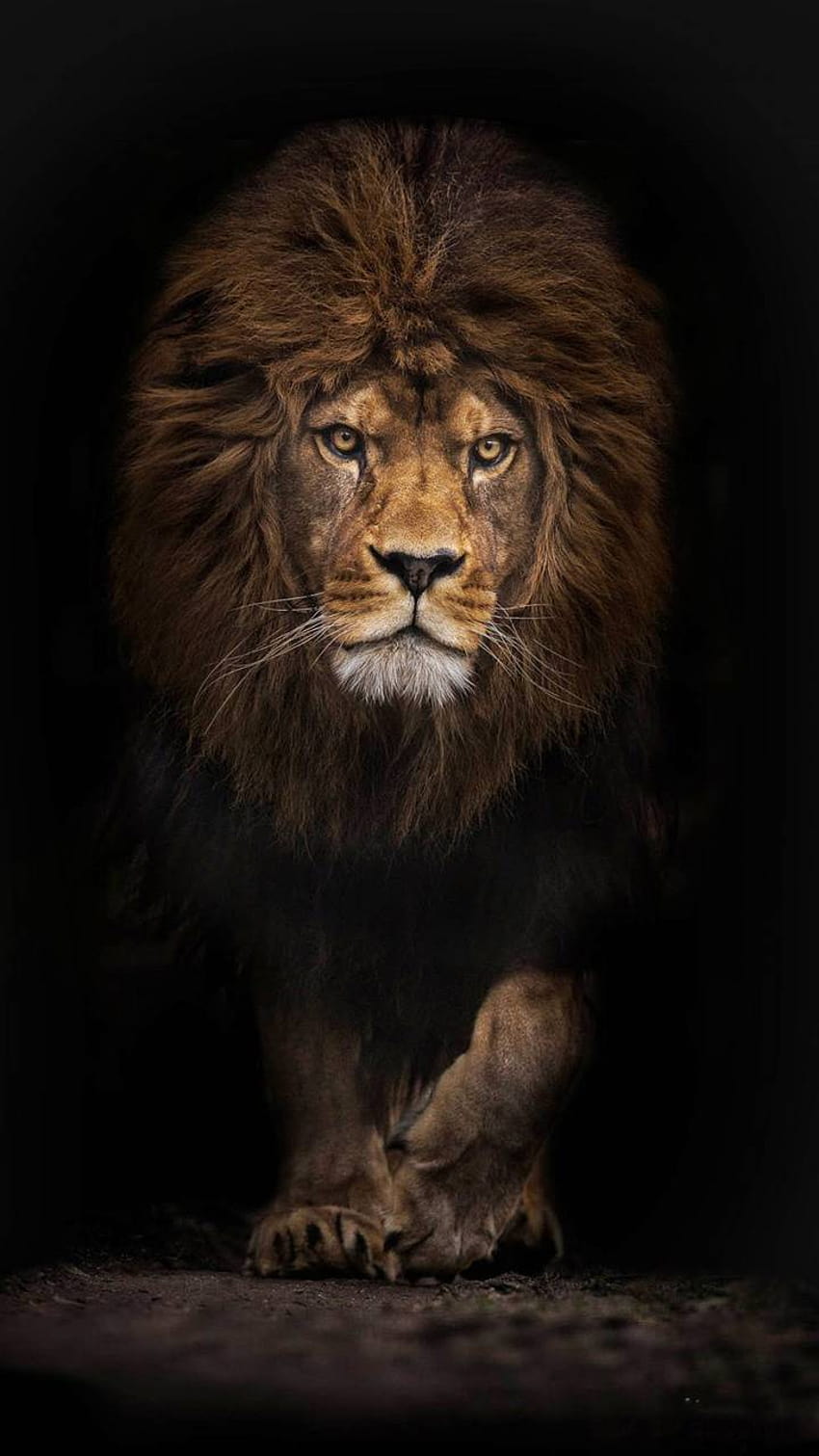 wilde Löwen HD-Handy-Hintergrundbild