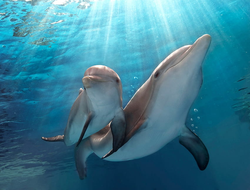 Dolphin Tale' aquarium struggles despite movie's success HD wallpaper