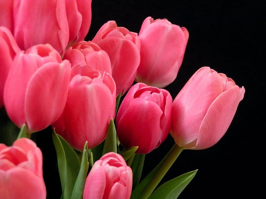 Tulipa Gesneriana 꽃 튤립 , 튤립 꽃 HD 월페이퍼