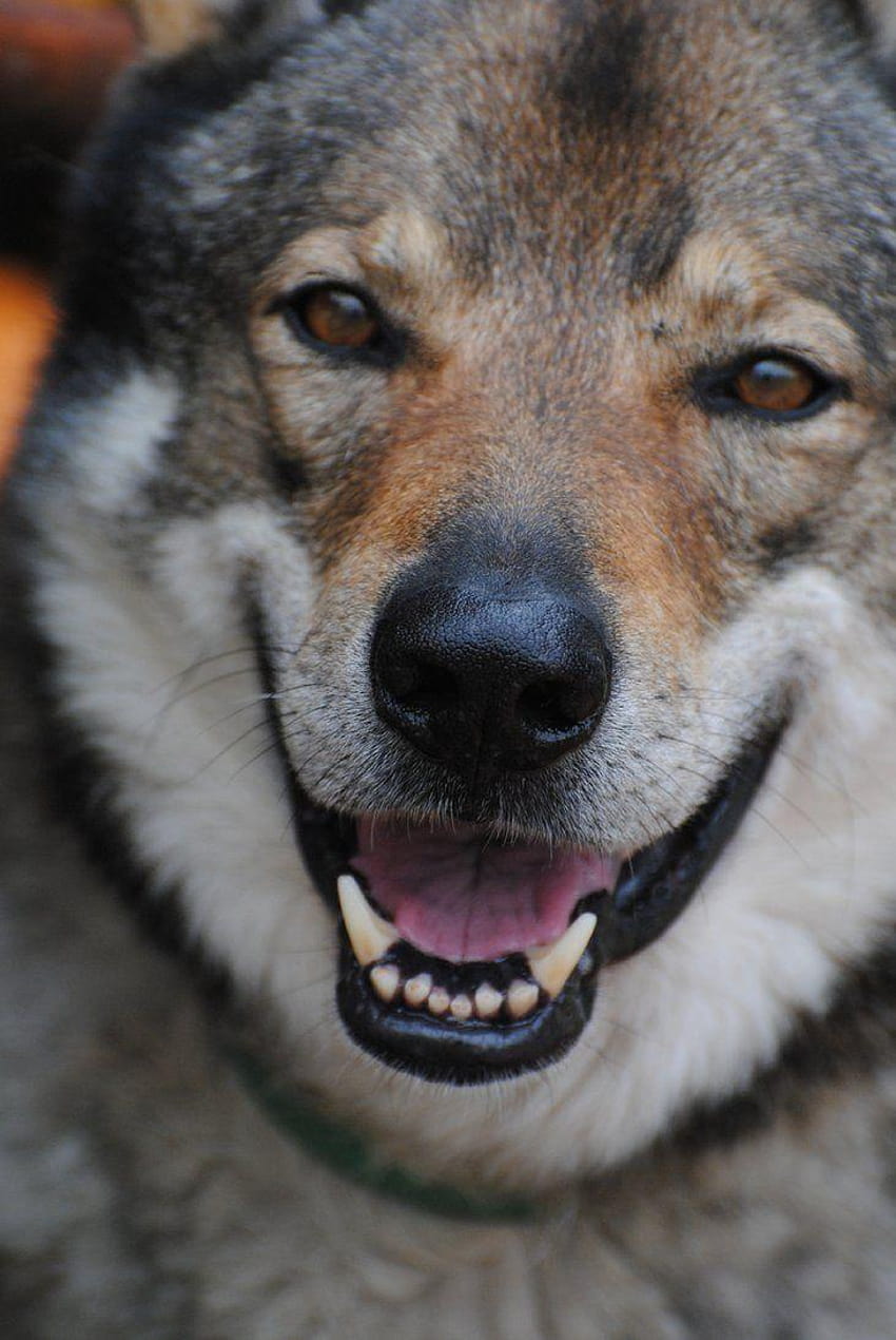 Czechoslovak Wolfdog face and . Beautiful, czechoslovakian wolfdog HD phone wallpaper