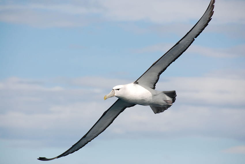 Elegant albatross HD wallpaper