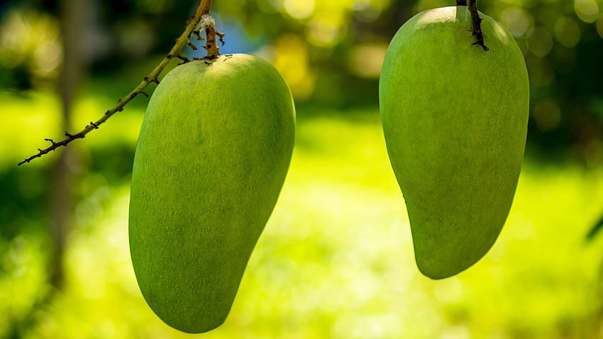 Green Mango Fruits With Blurred Backgrounds HD wallpaper
