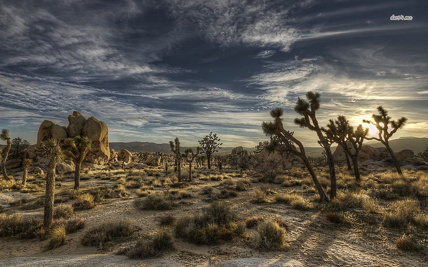 Page 5, joshua tree HD wallpapers