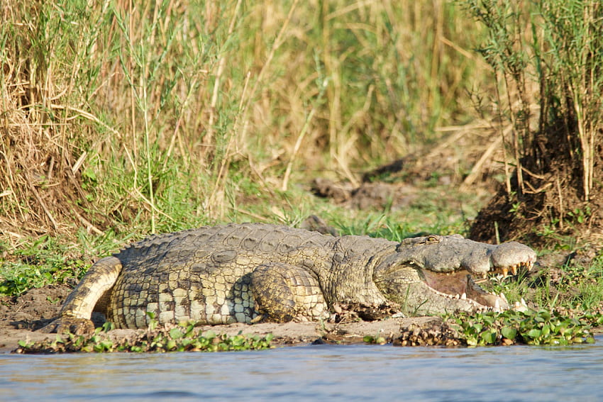 animal water american alligator and alligator and, animal alligator HD wallpaper