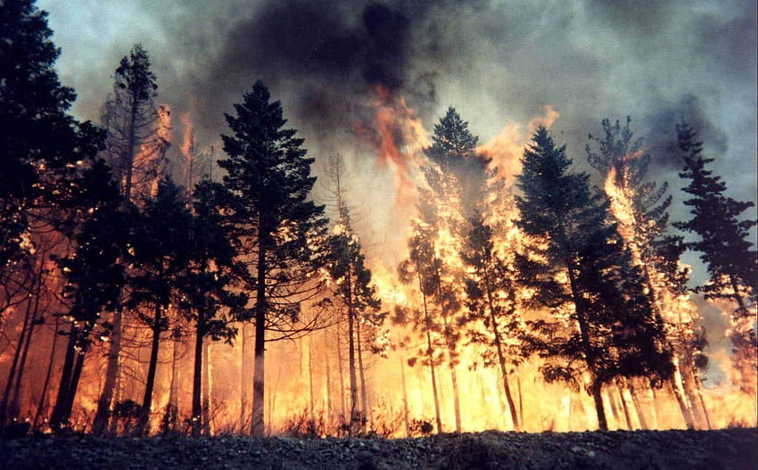 Trees: Apocalyptic Forest Flames Tree Fire Disaster Sceneries Of, burning forest HD wallpaper