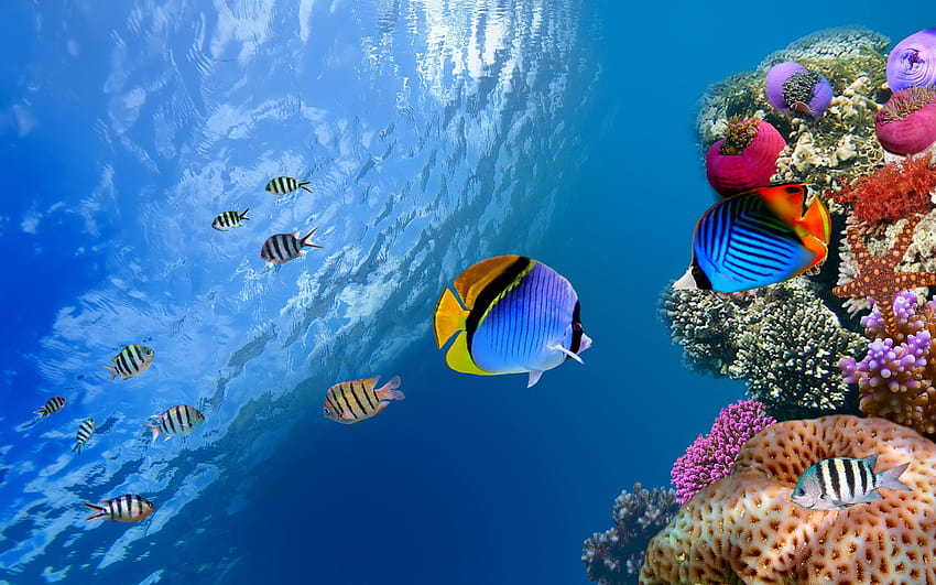 Oceano, vida marinha, peixe, debaixo d'água papel de parede HD