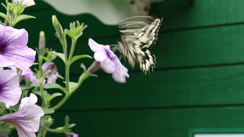Ein schwarz-weißer brauner Schmetterling nimmt den Nektar einer lila-weißen Petunienblume auf und fliegt dann davon. In den leicht unscharfen Hintergründen ist ein Schmetterling und Petunien HD-Hintergrundbild