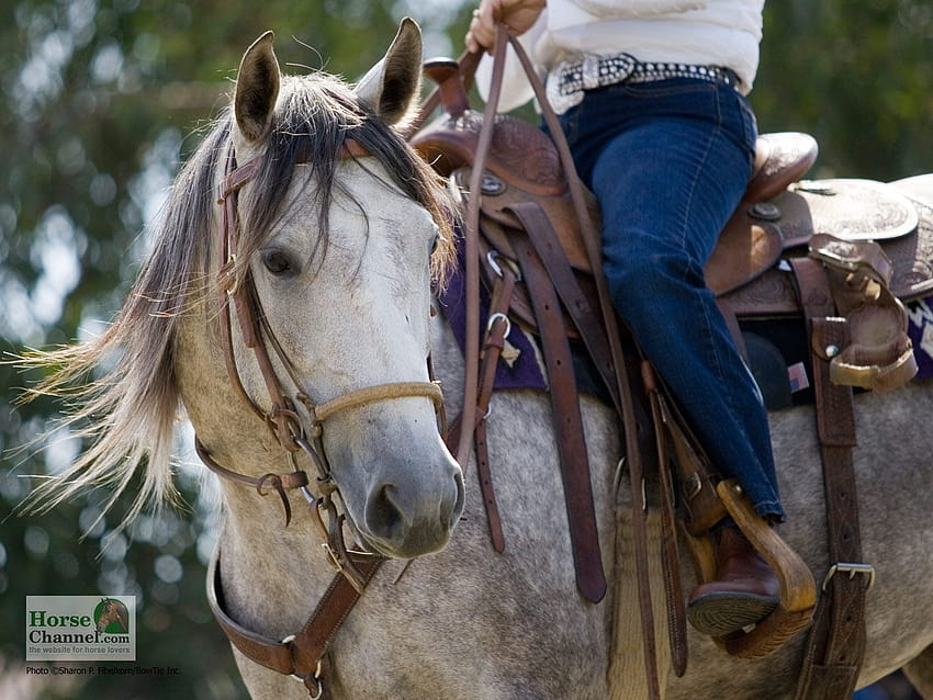 Ranch Horse - Cavallo illustrato Sfondo HD