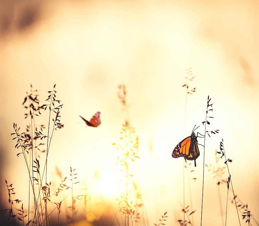 Forest Fly Butterfly, butterfly in beautiful forest HD wallpaper