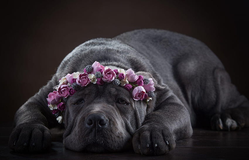 кане корсо куче лице венец цвете HD тапет