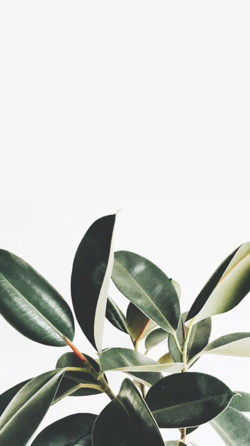 So Pretty Plant Tumblr Hd Phone Wallpaper Pxfuel