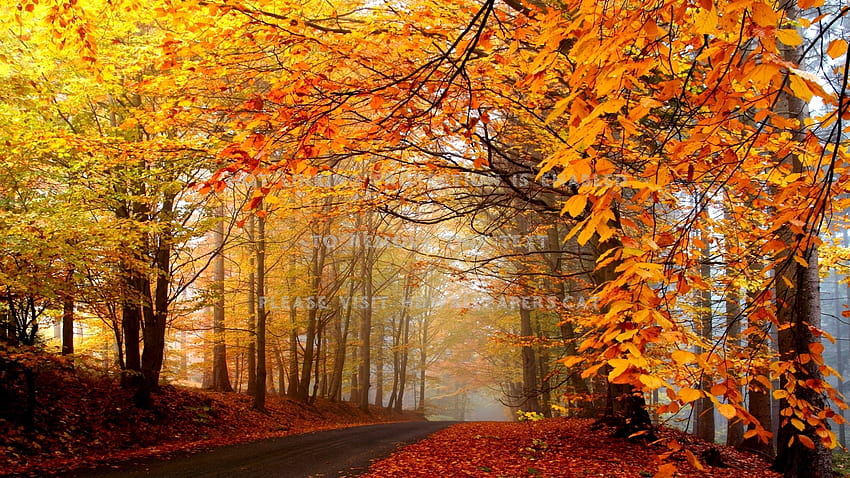 amber forest warm colors autumn leaves, autumn warm HD wallpaper