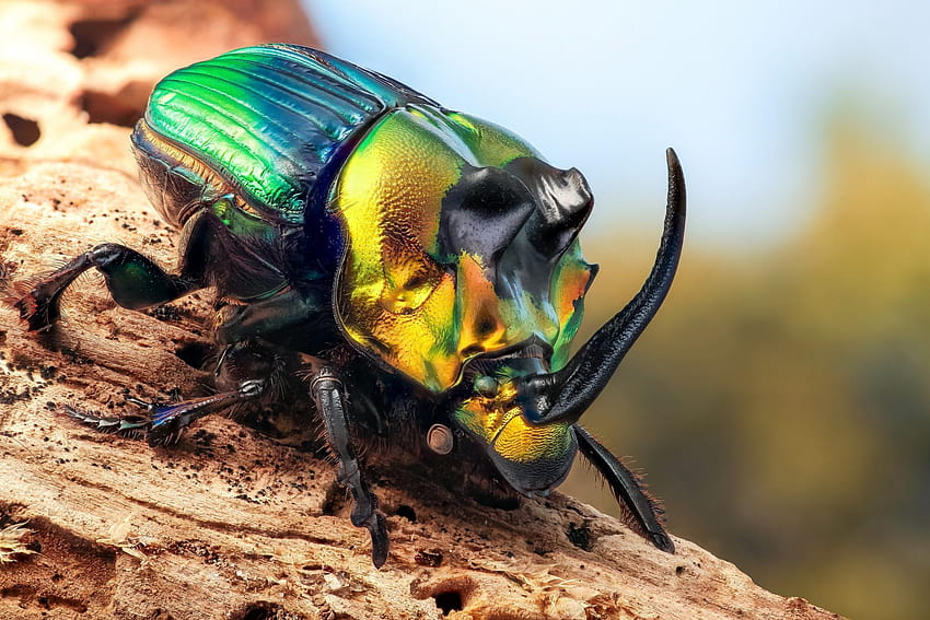 animali insetto coleotteri macro e sfondi, insetto scarabeo Sfondo HD