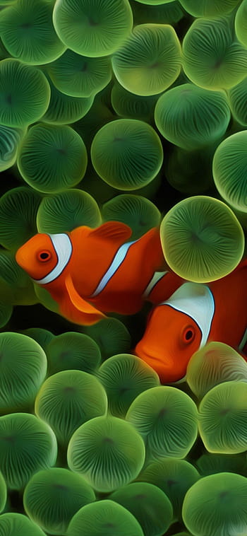 Clownfish: Hãy cùng khám phá thế giới dưới nước đầy màu sắc và hài hước cùng với chú cá hề trong bức ảnh này. Bạn sẽ được chiêm ngưỡng chiếc vây vàng rực rỡ và vẻ ngoài đáng yêu của loài cá này. 