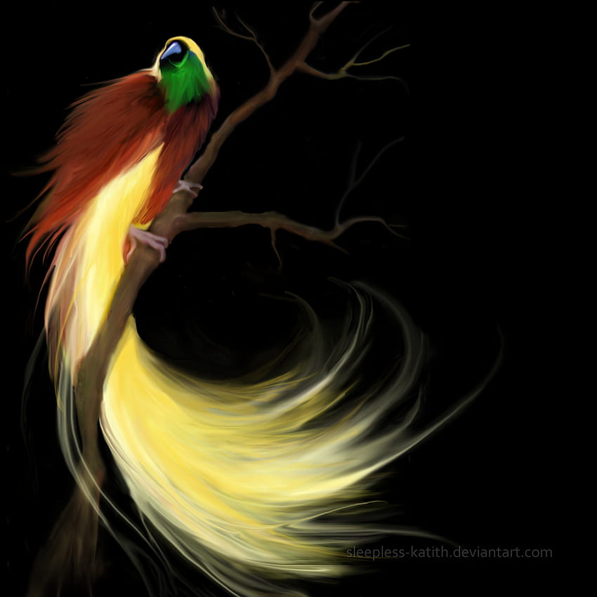 Bird of Paradise by sleepless HD phone wallpaper