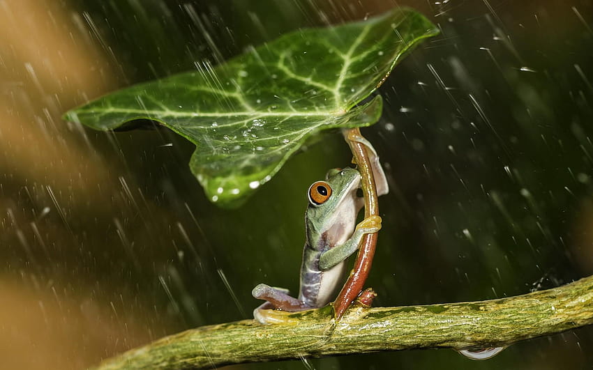 nature, Animals, Frog, Leaves, Plants, Rain, Water, Water, macro animals HD wallpaper