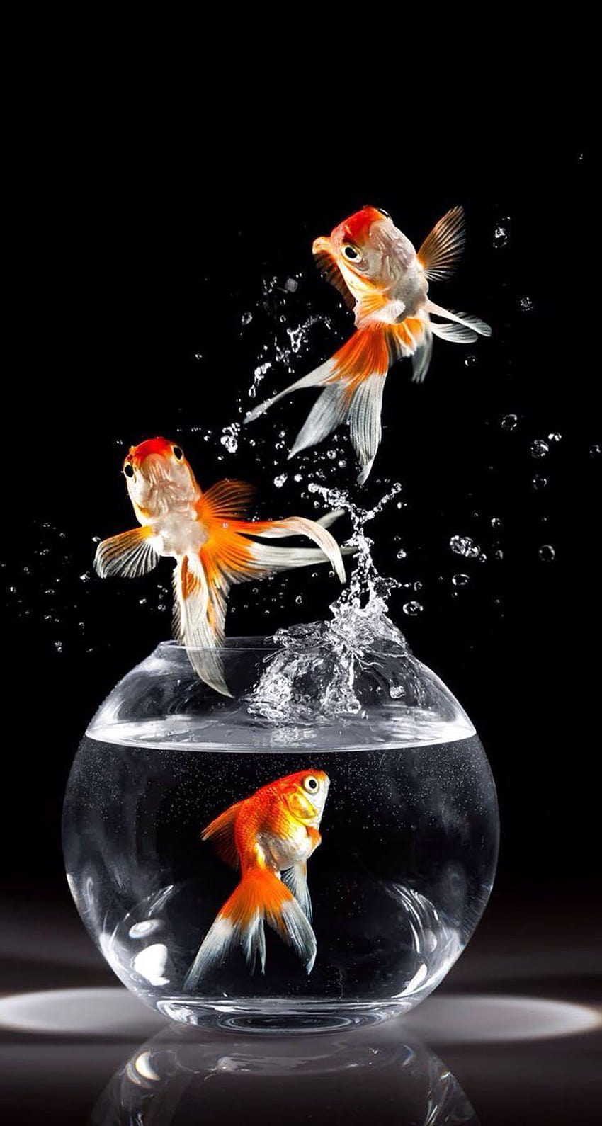 desktop wallpaper 54 best reference for fish bowl shot fish pot