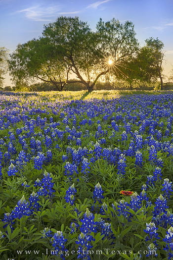 Global Gallery Sand Bluebonnets and Indian Paintbrush in Bloom, Hill ...