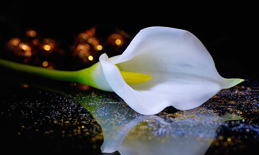 HD wallpaper calla lily flower flowering plant beauty in nature  freshness  Wallpaper Flare