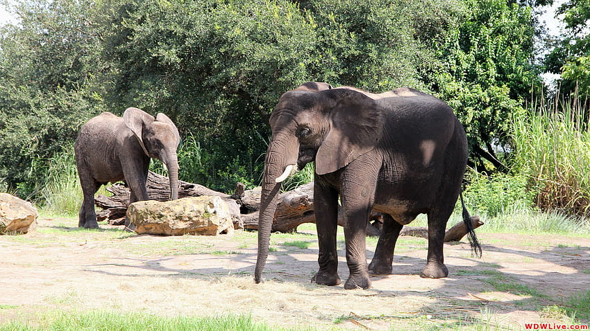 Kilimanjaro Safaris: African bush elephants can be seen at, disneys animal kingdom HD wallpaper