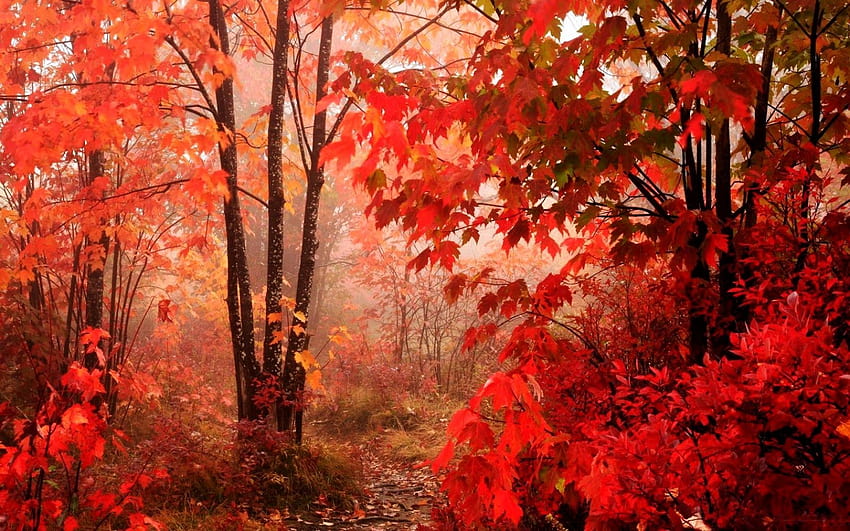 Bosque de otoño Elegantes hojas rojas Hermosos paisajes de otoño Esta semana, hermoso paisaje de otoño fondo de pantalla