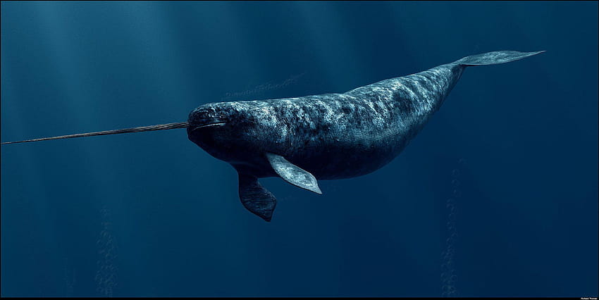 narwhale HD wallpaper