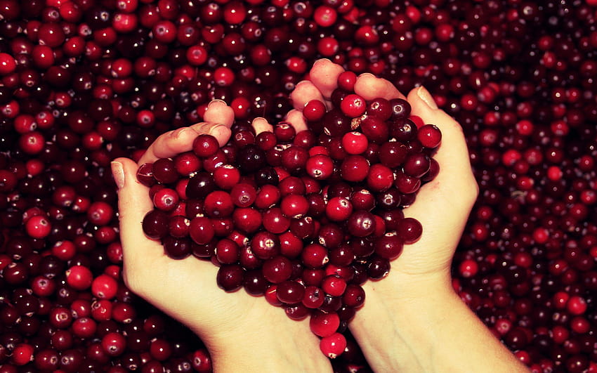 Native Foods Blog: A Case for Cranberries, thanksgiving cranberry HD wallpaper