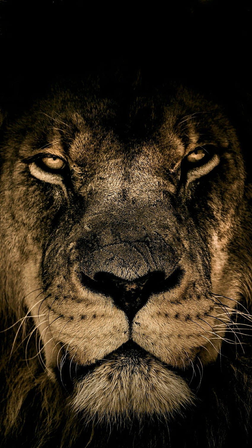 Lions/Tigers, lion face iphone HD phone wallpaper