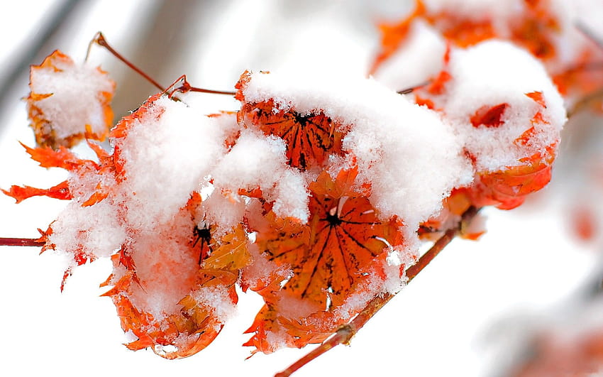 es, Alam, Musim Dingin, Salju, Daun, Musim Gugur, Merah, Oranye, Daun, Dingin, Beku / dan Latar Belakang Seluler, daun musim dingin Wallpaper HD