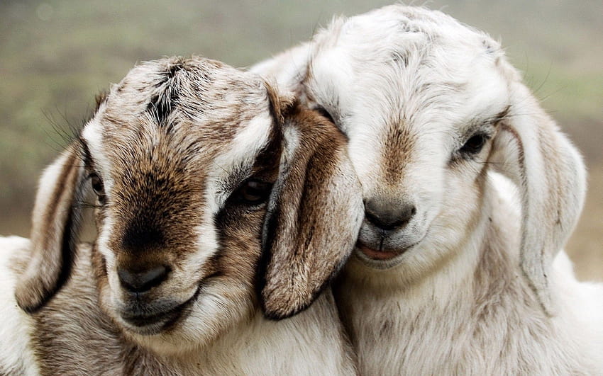 cute goats HD wallpaper