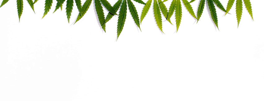 緑の麻、白い孤立した背景にガンジャの葉。 大麻の葉、マリファナ。 平面図、クローズ アップ、 高画質の壁紙