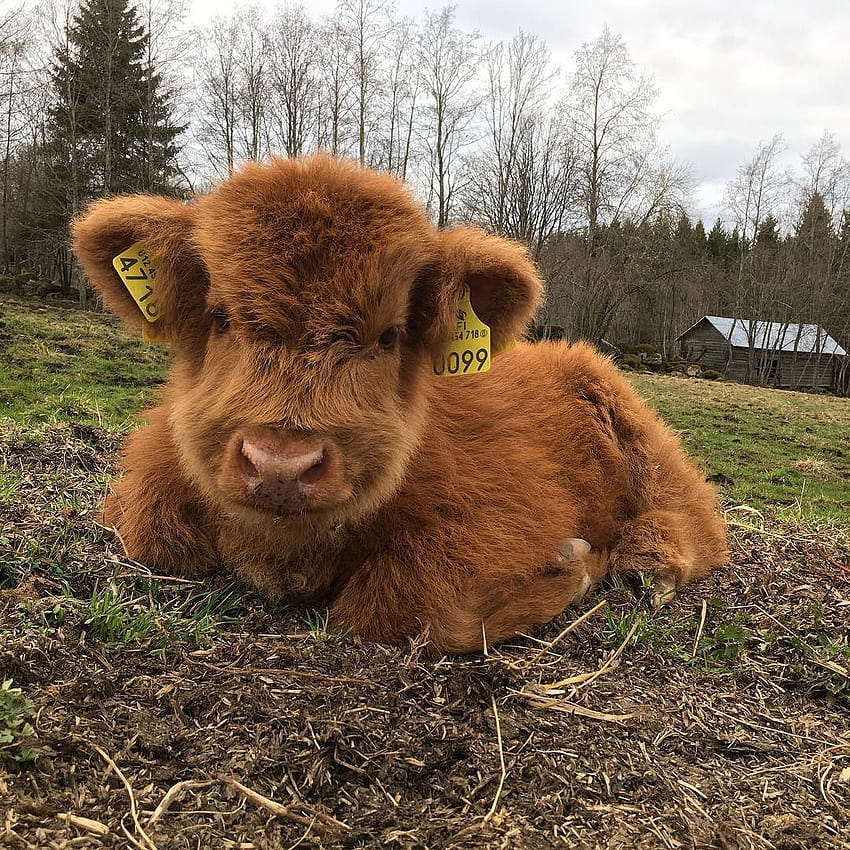 Fuzzy Cute Cow, flauschige Babykuh HD-Handy-Hintergrundbild