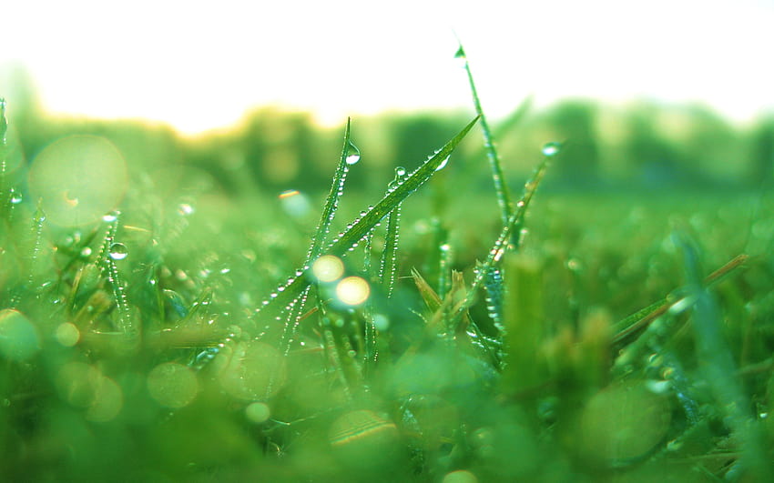 2560x1600 Grass, Morning Dew, Scenic, graphy, morning dew drops grass HD wallpaper