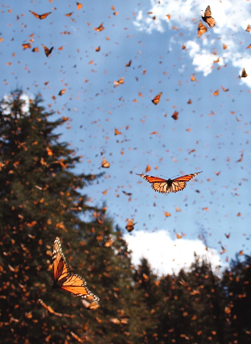 Un amigo mío está criando mariposas monarca a partir de orugas, estética de mariposa monarca fondo de pantalla del teléfono