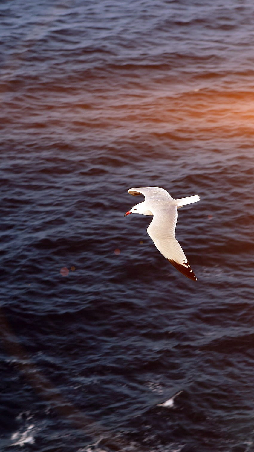 Seagull Bird Sea Ocean Animal Nature Flare iPhone 6, sea bird HD phone