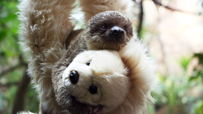 Baby Sloth Clings to Teddy Bear Mother at the London Zoo, cuddling sloth HD wallpaper