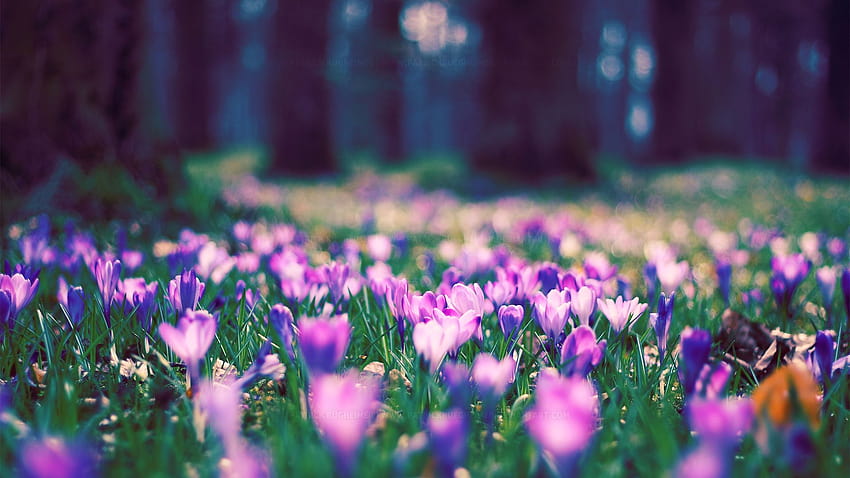 Cudowna przyroda Wiosna 1920×1080, wiosna 1080 Tapeta HD