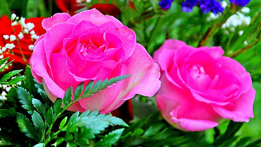 Flower Pink Rose Flowers Kwitnie na pełne, 3D kwiaty na pełnym ekranie Tapeta HD