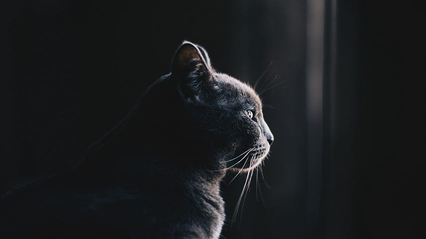 2048x1152 котка, профил, тъмен фон на ултраширок монитор, черен профил HD тапет