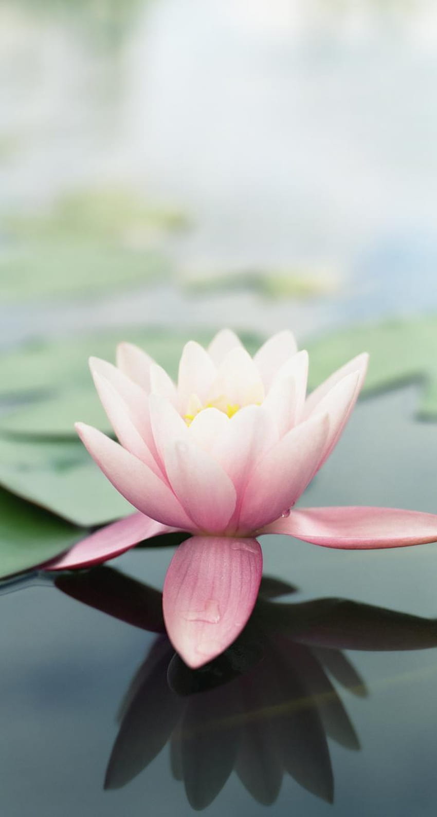 4 Lotus Flower iPhone, сладък телефон с лотосови цветя HD тапет за телефон