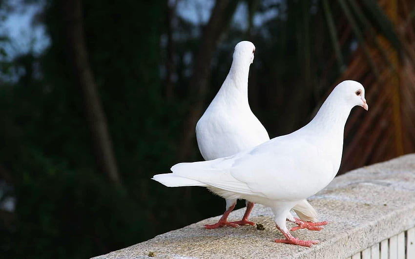 Pássaros do amor de pombo branco papel de parede HD