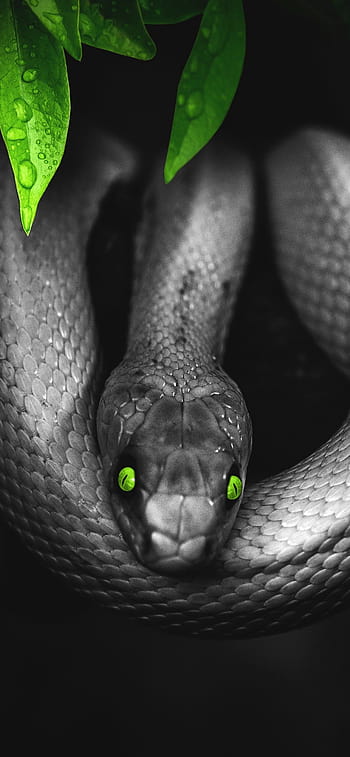 Snake Eyes iPhone Wallpapers - Wallpaper Cave