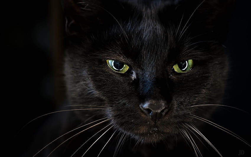 Black cat face, green eyes 1920x1200 , anime green cat eyes HD ...