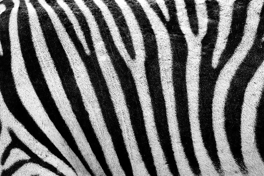 astratto, animali, nero, pelliccia, linee, motivo, pelle, strisce, trama, bianco, zebre / e sfondi mobili, pelle animale Sfondo HD