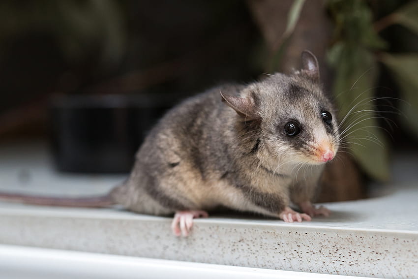 Uncategorized – Snowriders Australia, pygmy possum HD wallpaper
