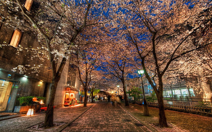 A Silent Evening in Kyoto Under the Cherry Blossoms HD wallpaper