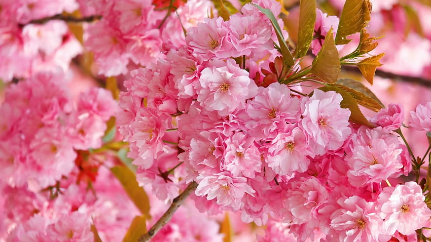 Linda flor de cerezo, linda estética de anime rosa. fondo de pantalla