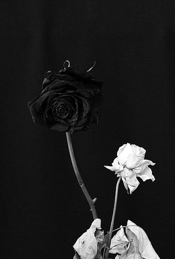 Black and white roses tumblr HD wallpapers | Pxfuel