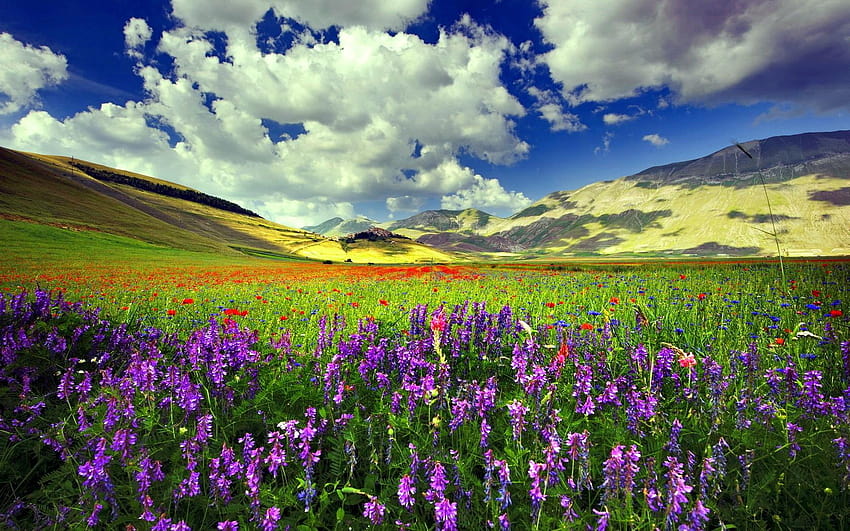 보라색 꽃과 붉은 양귀비와 푸른 잔디가 있는 초원, 보라색 꽃의 초원 HD 월페이퍼