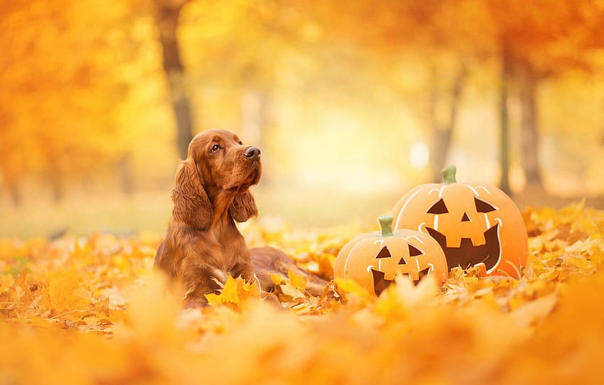 autumn, look, face, leaves, Park, foliage, dog, pumpkin, lies, red, Halloween, English, yellow background, breed, faces, bokeh , section собаки, yellow halloween HD wallpaper
